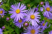 The Aster Breakthrough: What It Is and Why It Changes Everything